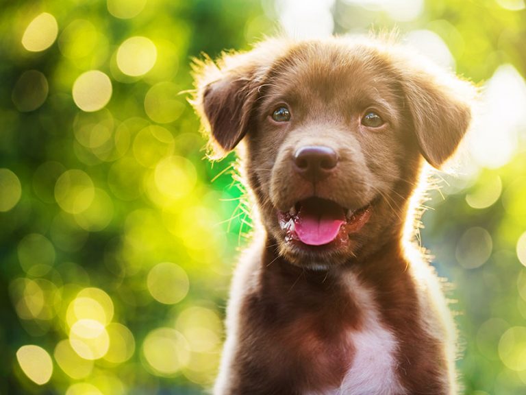 Bringing Home a New Puppy