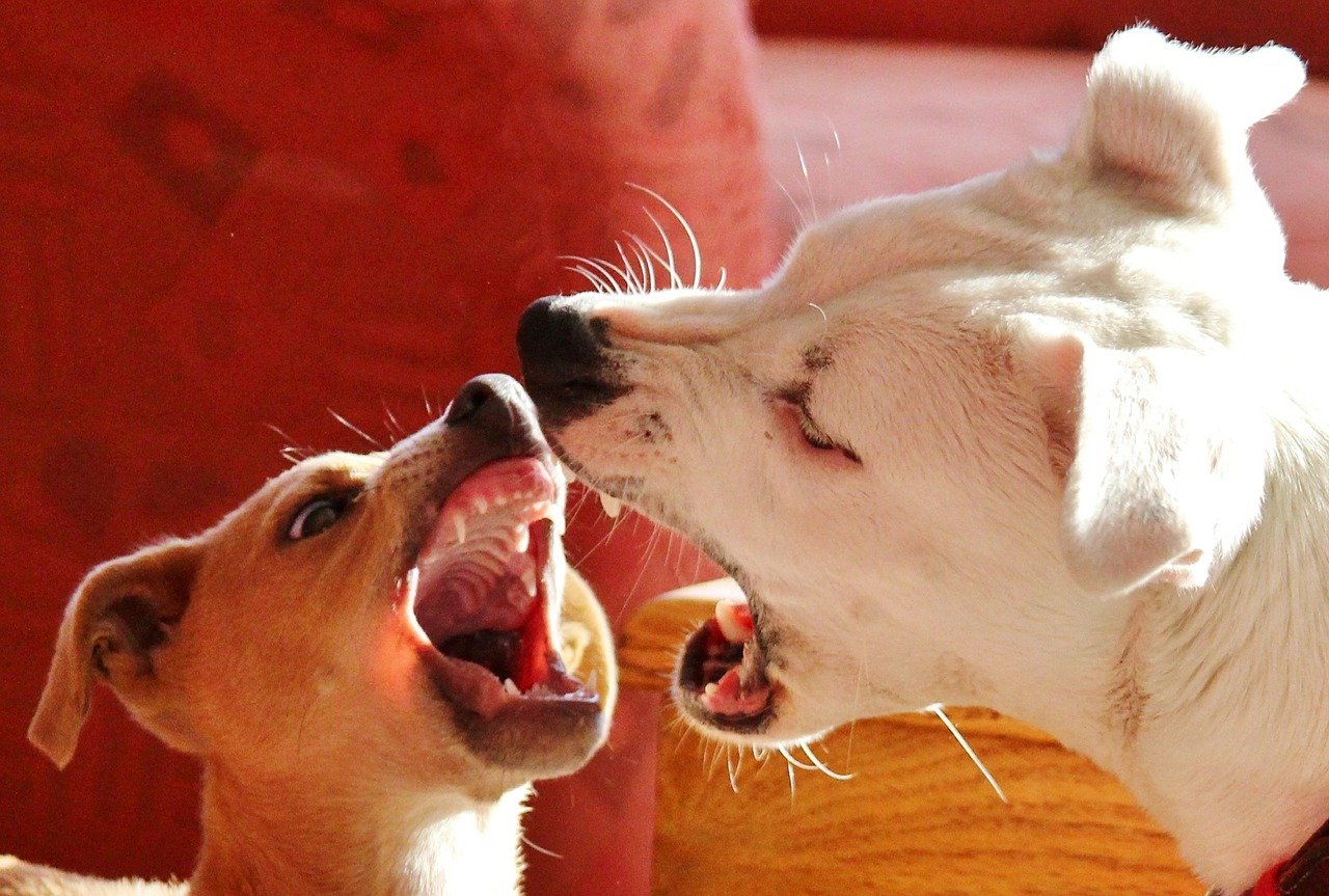 How to Live with a Dominant Dog