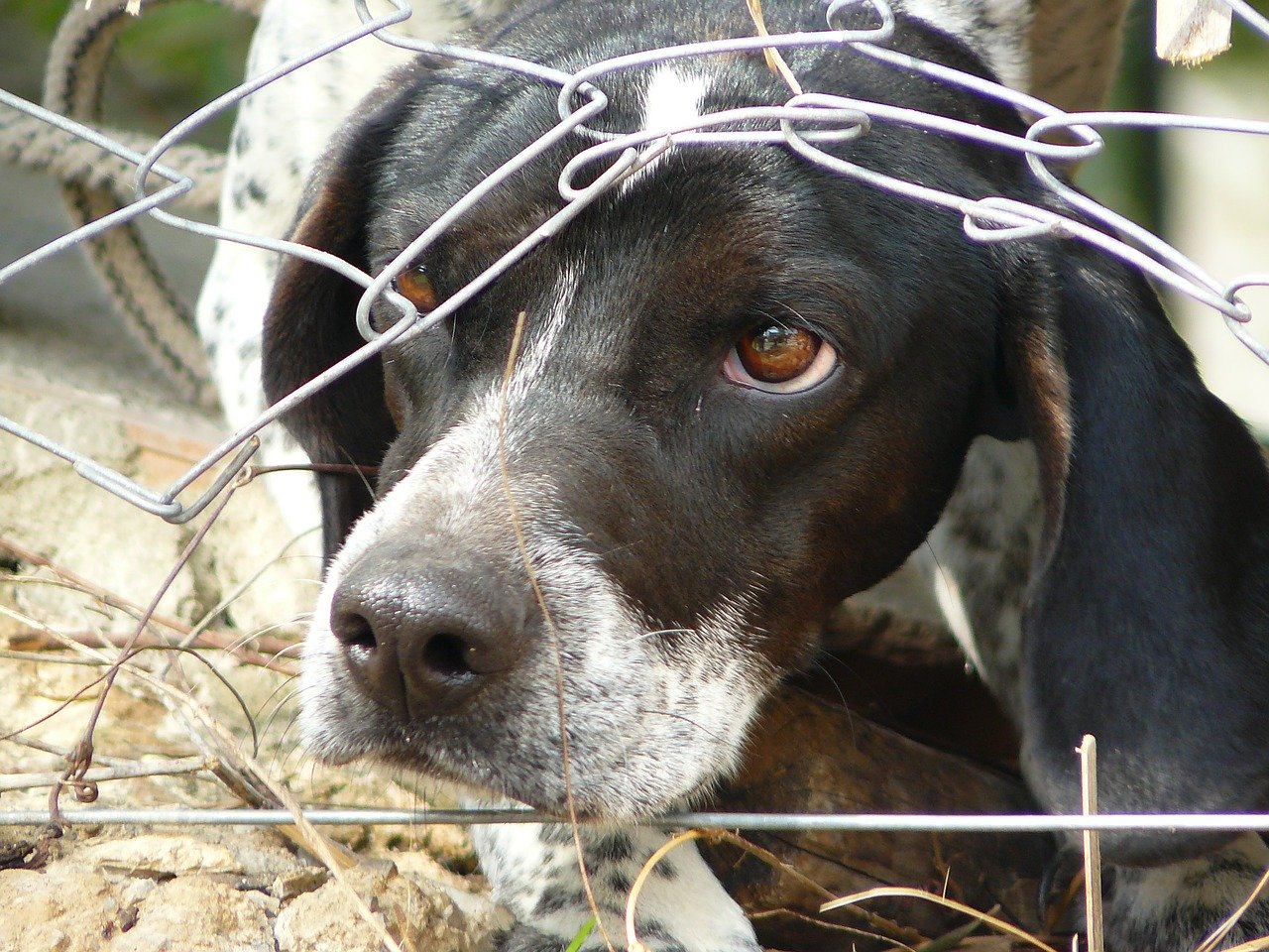 Helping Your Fearful Dog